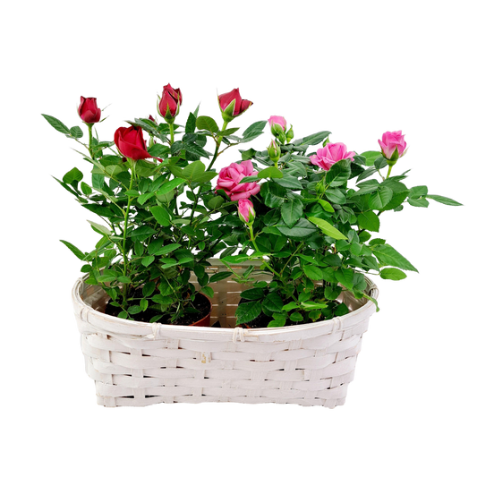 Záhradná ruža (Rosa spp.) – Kráľovná záhrady