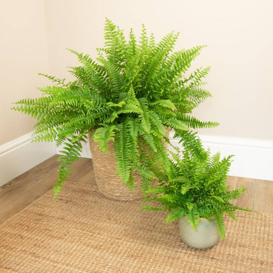 Papraď nefrolepka (Nephrolepis) – elegantná ozdoba interiéru