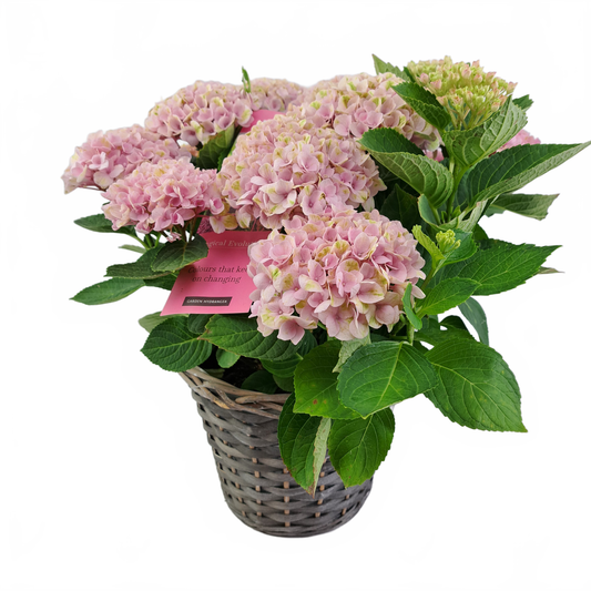 Hortenzia (Hydrangea) – Kráľovná záhrad aj balkónov