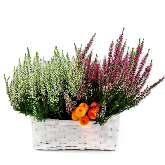Vres (Calluna vulgaris) – Farebný klenot jesennej záhrady
