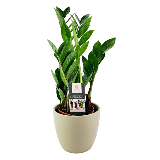 Zamiokulkas (Zamioculcas zamiifolia) – Nenáročná krása do každého interiéru