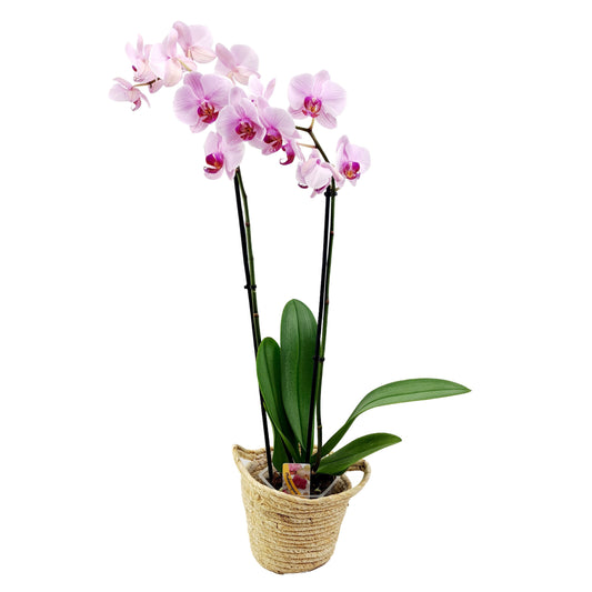 Orchidea (Phalaenopsis) – Exotická elegancia v našich domácnostiach