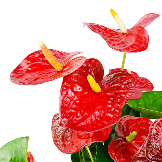 Antúria (Anthurium) – Exotická krásavica do každého interiéru