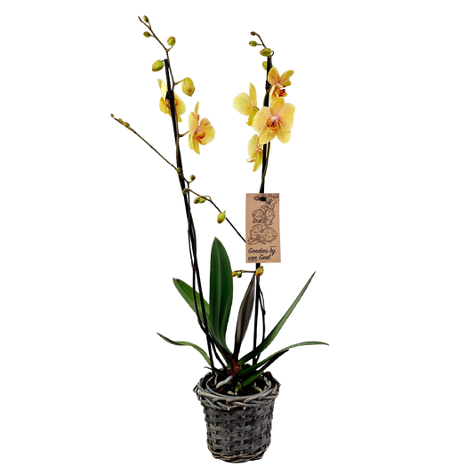 Donáška kvetov - Orchidea 2-stonková 60cm Tereza - slovenske-kvety.sk