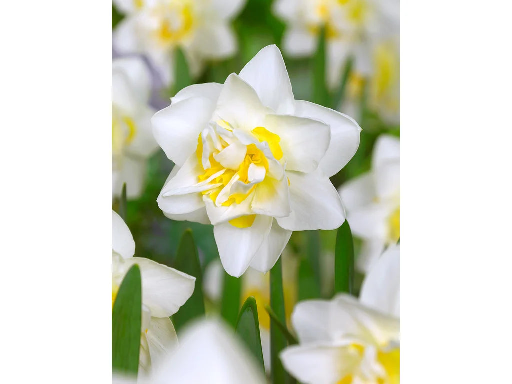 Narcis White Lion