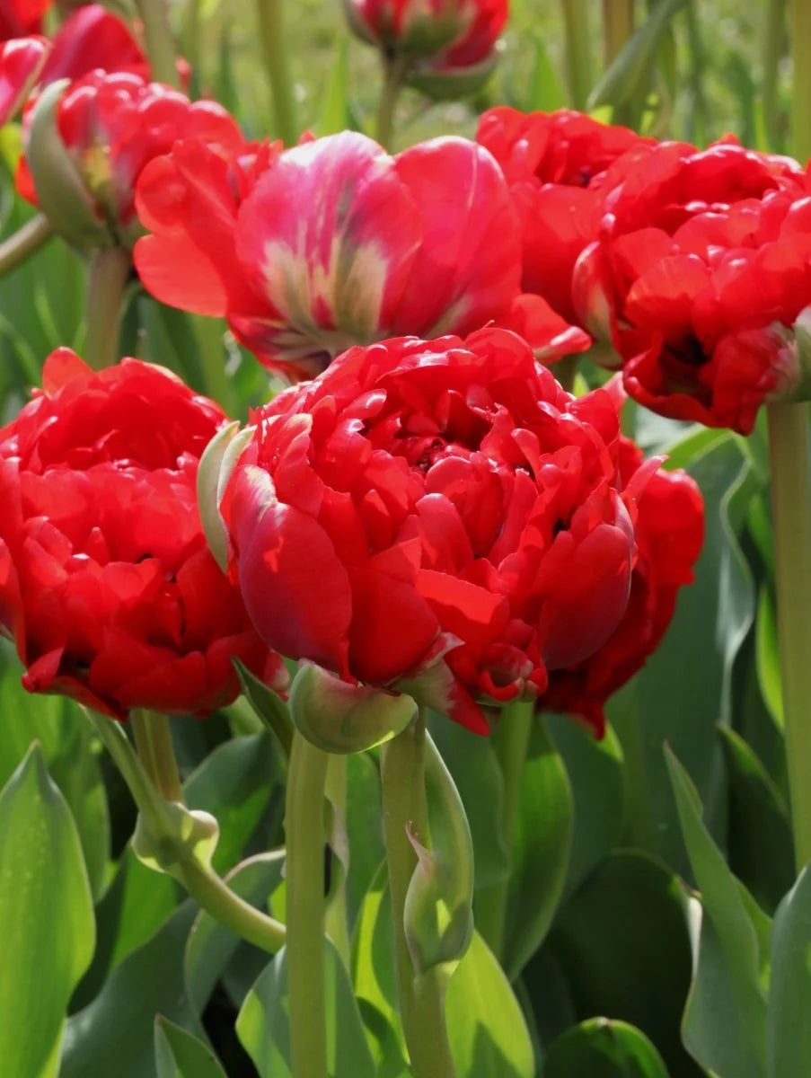 Tulipán Bombastic Red