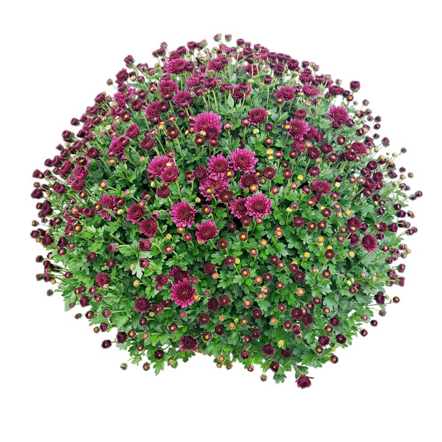 Slovenská chryzantéma 50cm - cyklaménová