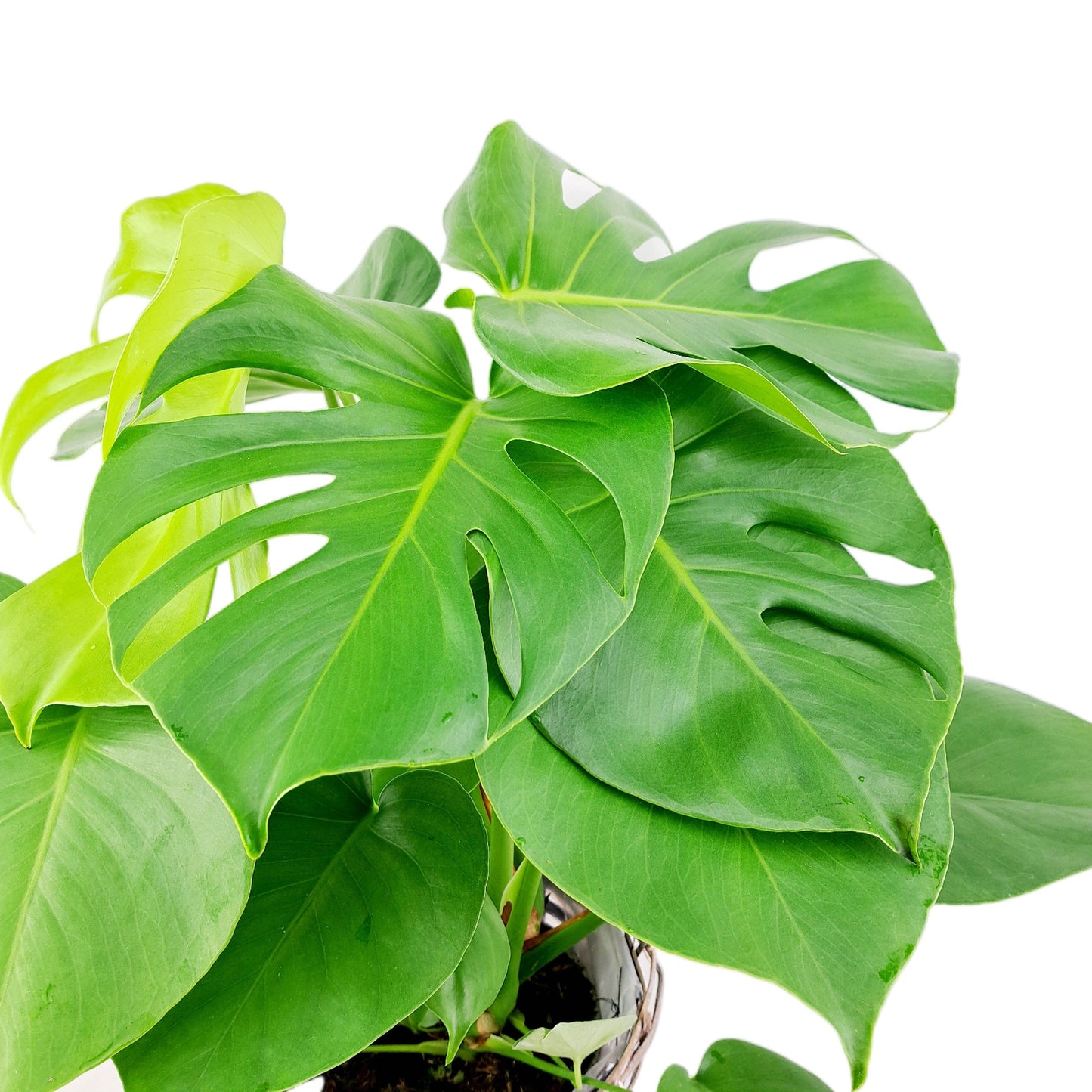 Donáška kvetov - Monstera Deliciosa 60 cm - slovenske-kvety.sk