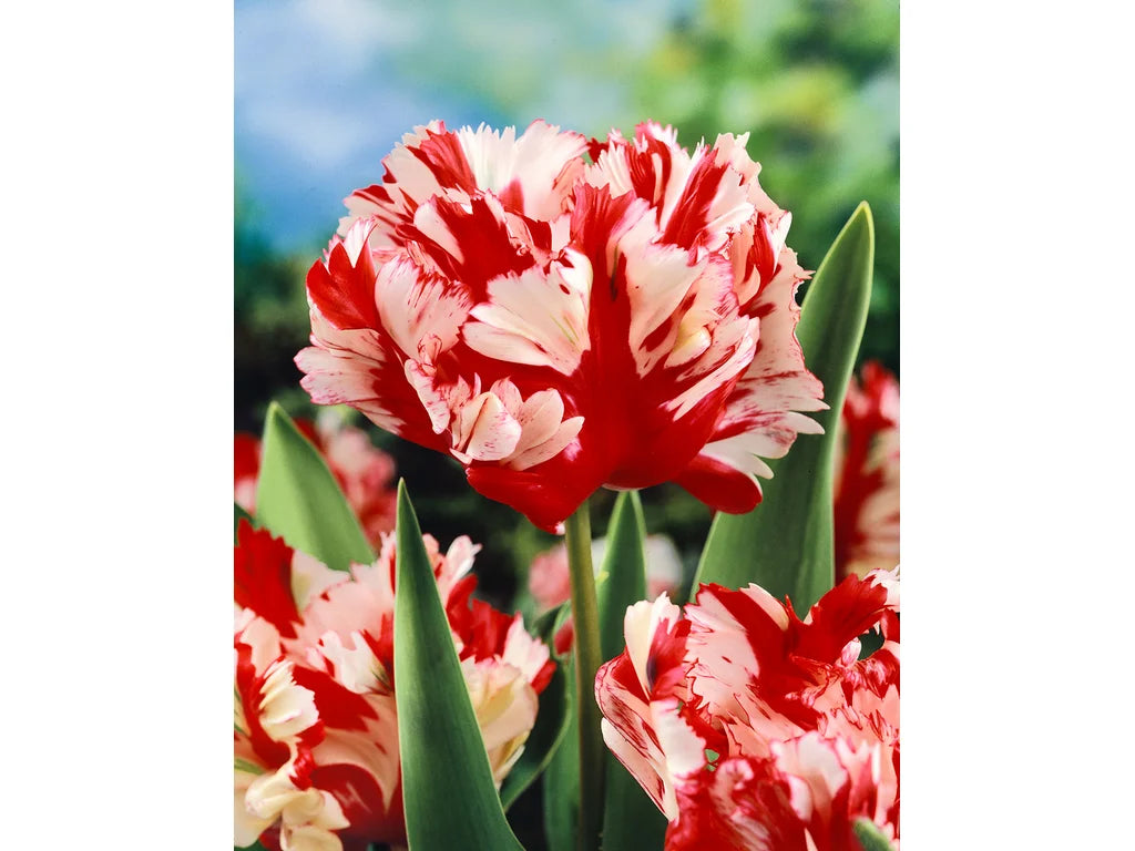 Tulipán Estella Rijnveld