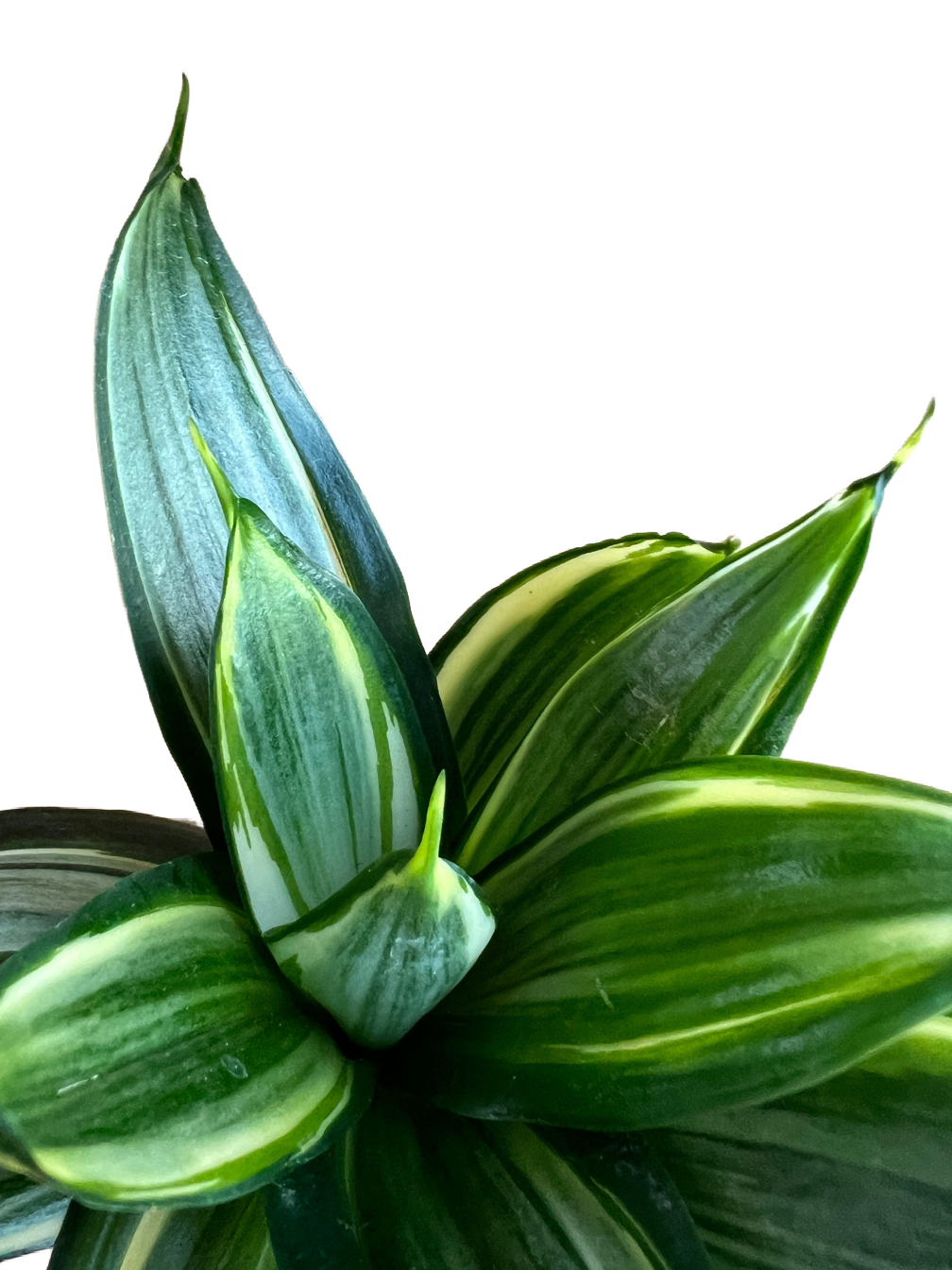 Sansevieria 20cm v keramickom kvetináči (Svokrin jazyk)