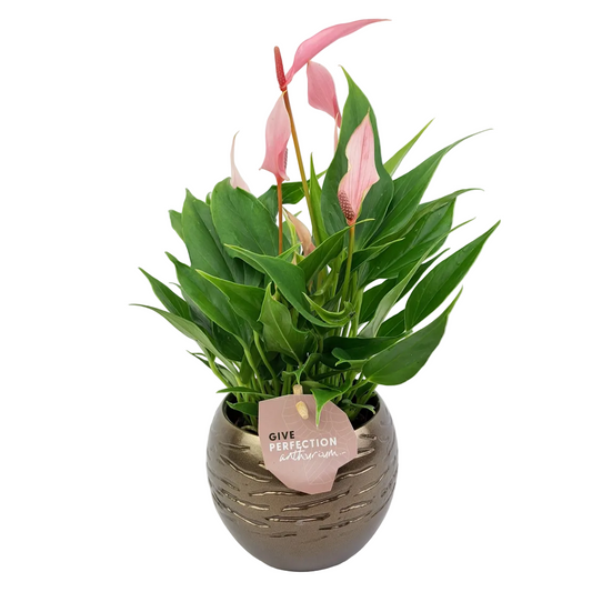 Donáška kvetov - Antúria perfection ružová 30cm v keramickom kvetináči - slovenske-kvety.sk