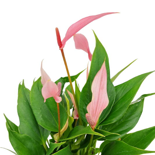 Antúria perfection ružová 30cm v keramickom kvetináči