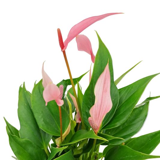 Donáška kvetov - Antúria perfection ružová 30cm v keramickom kvetináči - slovenske-kvety.sk