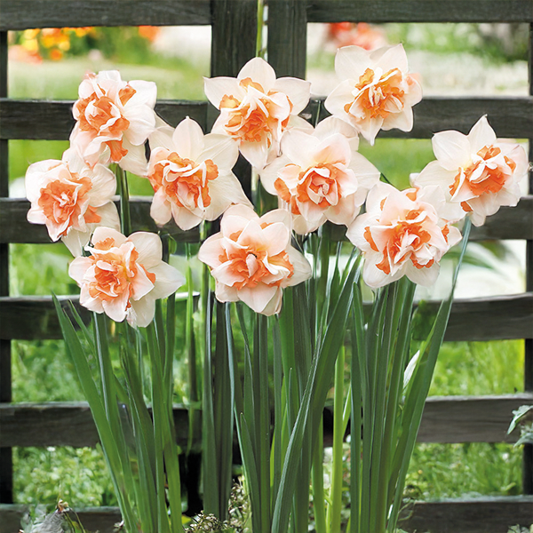 Narcis Replete