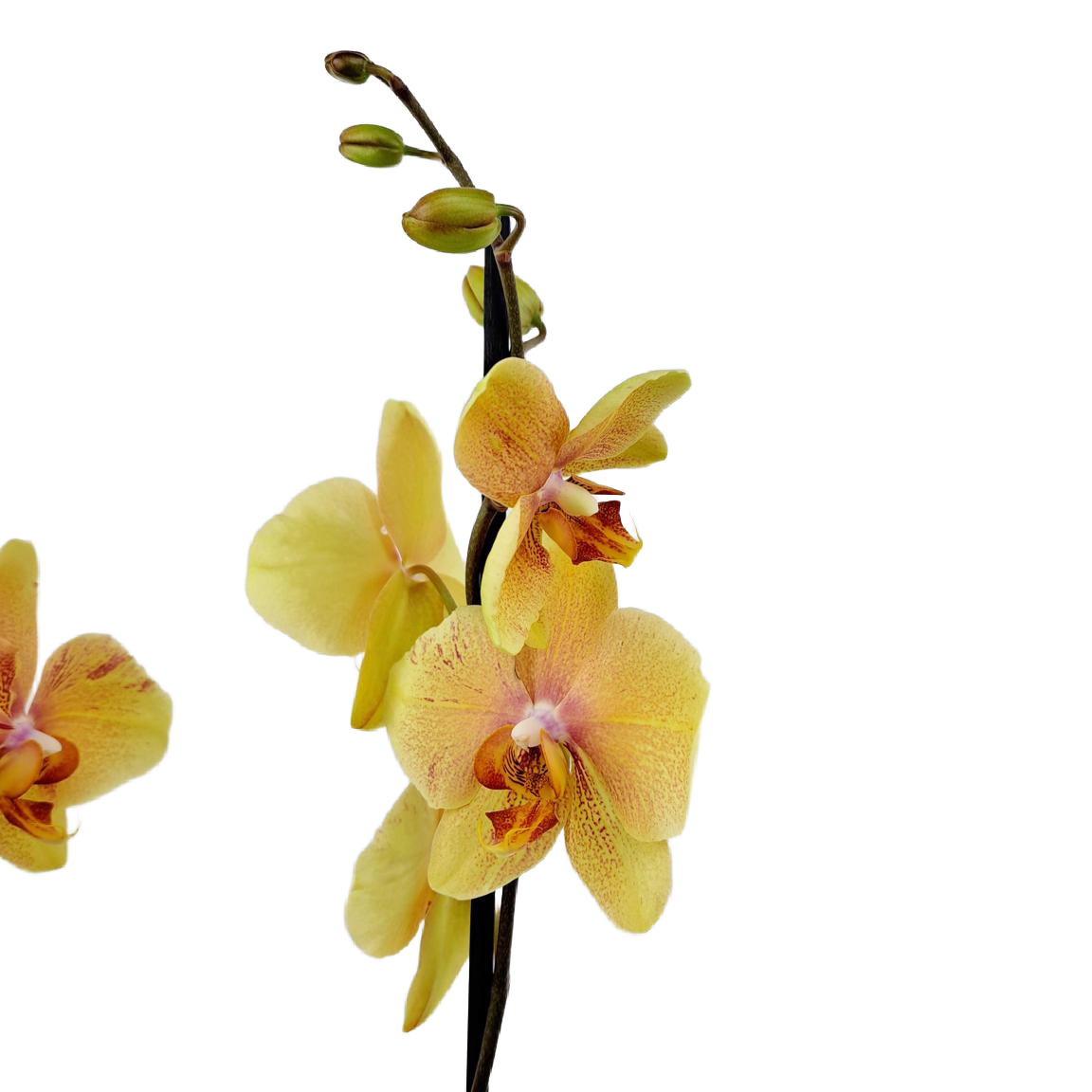 Orchidea 2-stonková 60cm Tereza