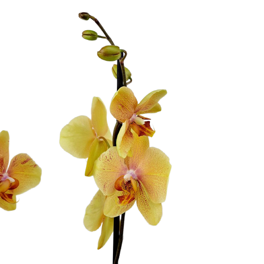 Donáška kvetov - Orchidea 2-stonková 60cm Tereza - slovenske-kvety.sk