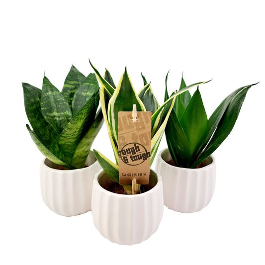 Mini Sansevieria bez keramického kvetináča (Svokrin jazyk)