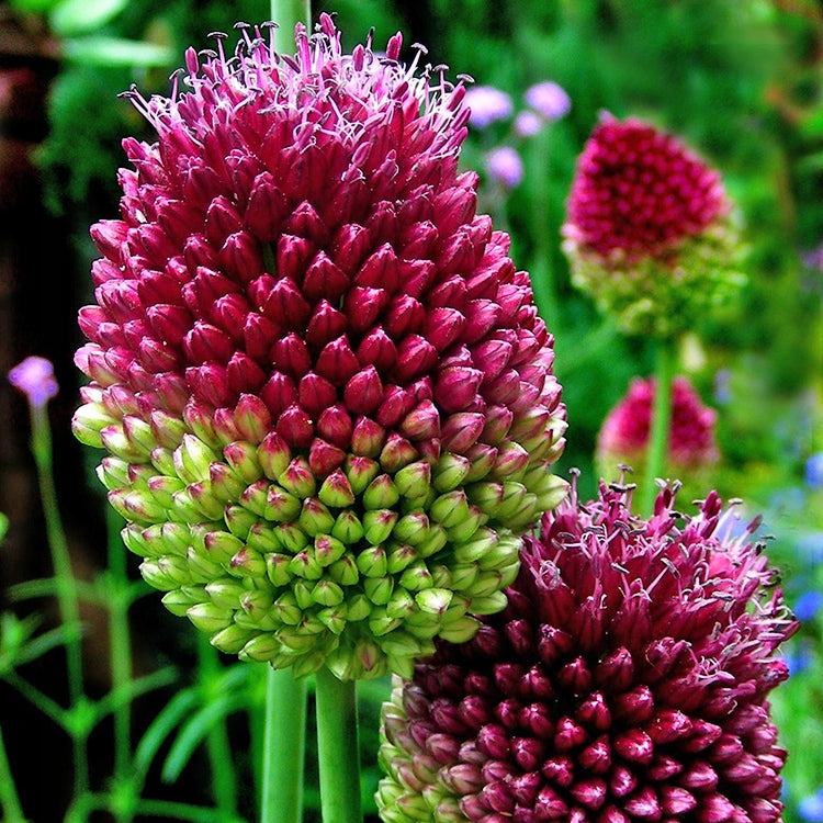 Cesnak - Alium Shearocephalon