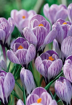 Krokus Pickwick