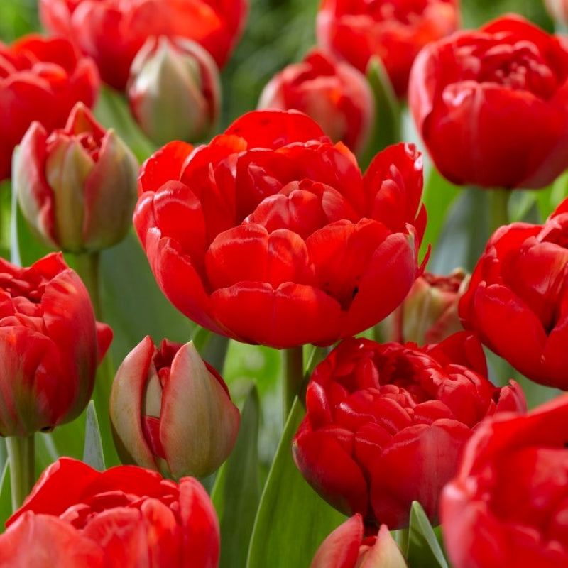 Tulipán Miranda