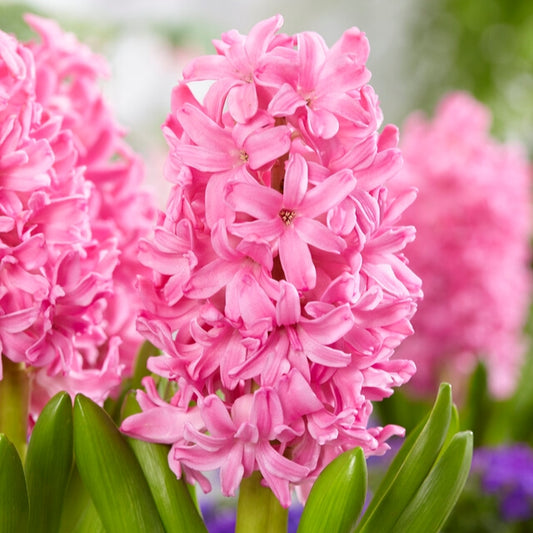 Hyacint Pink Pearl