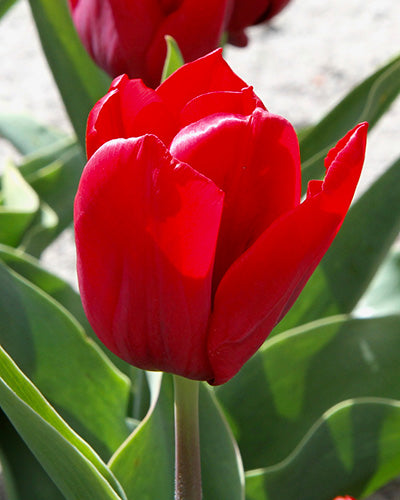 Tulipán Seadov