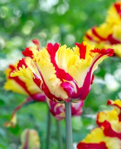 Tulipán Texas Flame