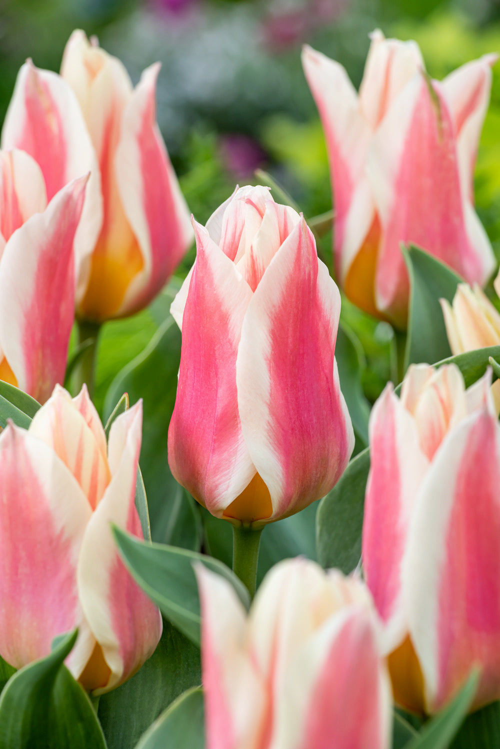 Tulipán Quebec