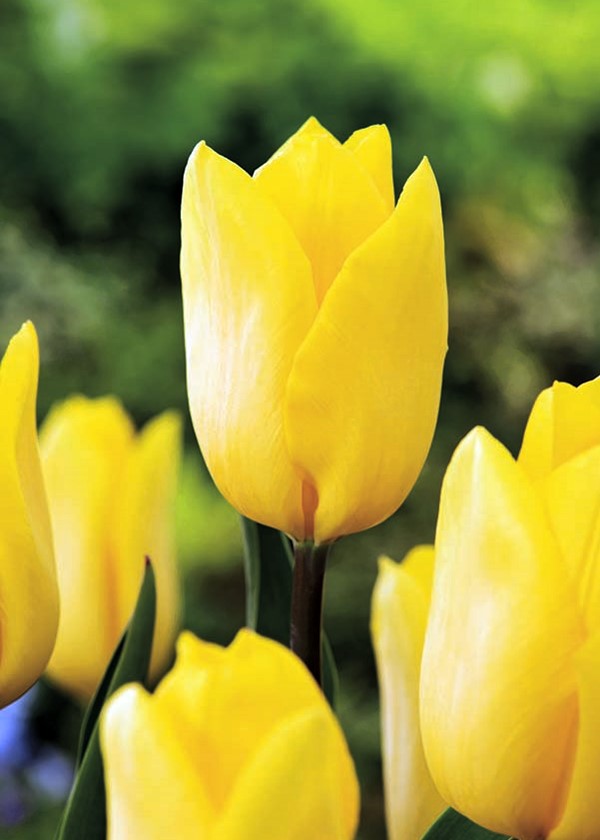Tulipán Strong Gold