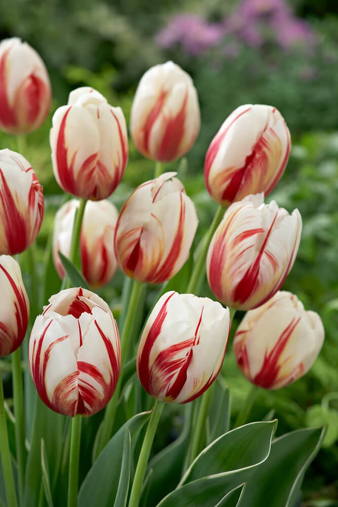 Tulipán Carnaval De Rio