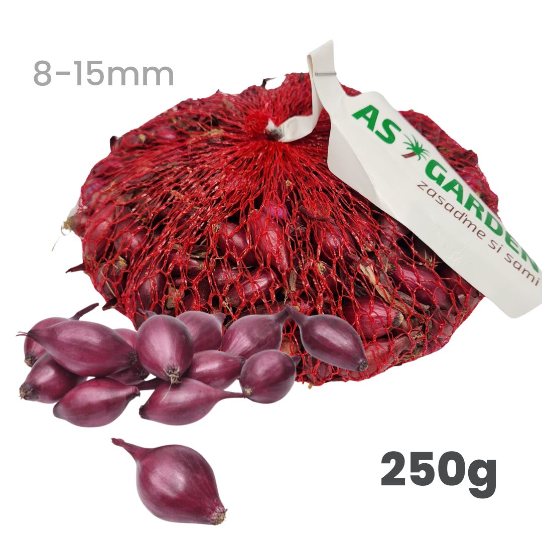 Donáška kvetov - Cibuľa sadzačka červená - Karmen 250g - slovenske-kvety.sk
