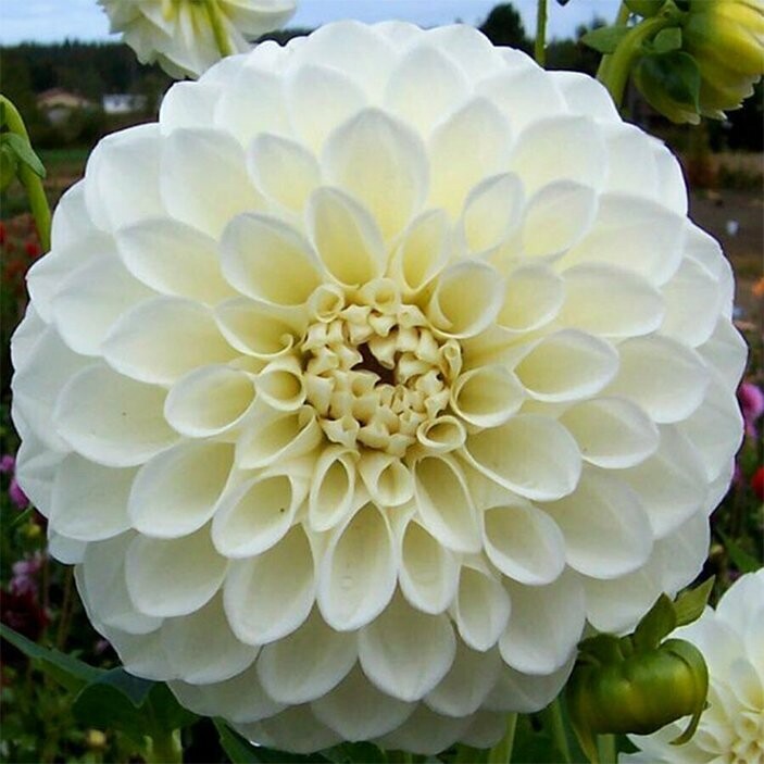 Donáška kvetov - Dahlia Georgína - Boom Boom White - slovenske-kvety.sk