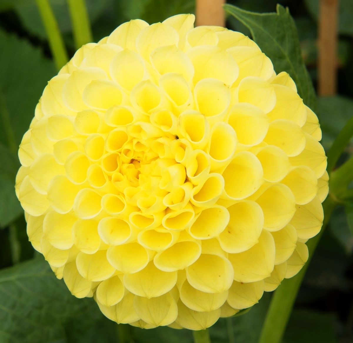 Donáška kvetov - Dahlia Georgína - Potgieter - slovenske-kvety.sk