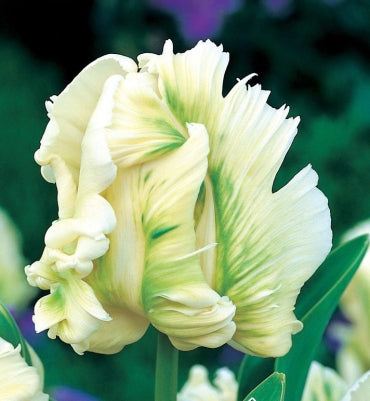 Tulipán Super Parrot