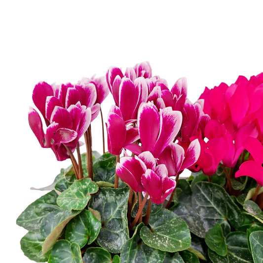 Donáška kvetov - Košík plný cyklaménov - slovenske-kvety.sk