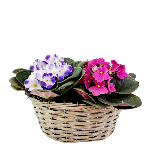 Košík fialiek mix.