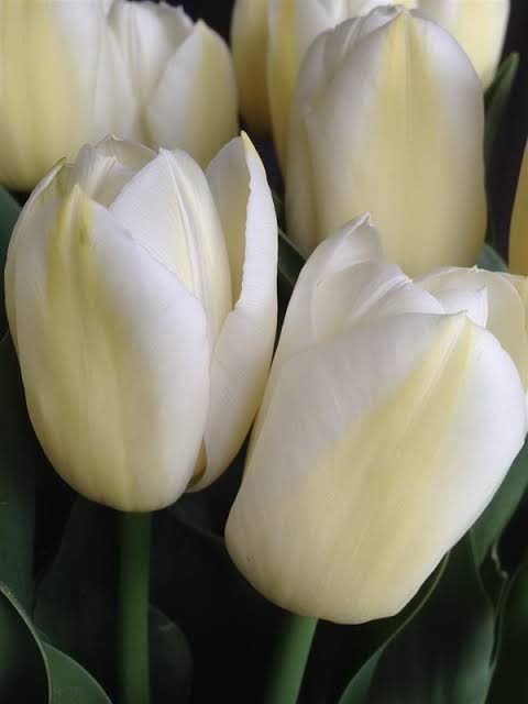Tulipán White Dynasty