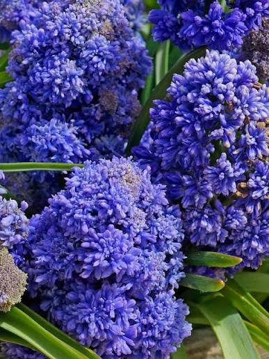 Modrica – Muscari Fantasy Creation