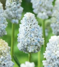 Modrica – Muscari Nature’s Beauty