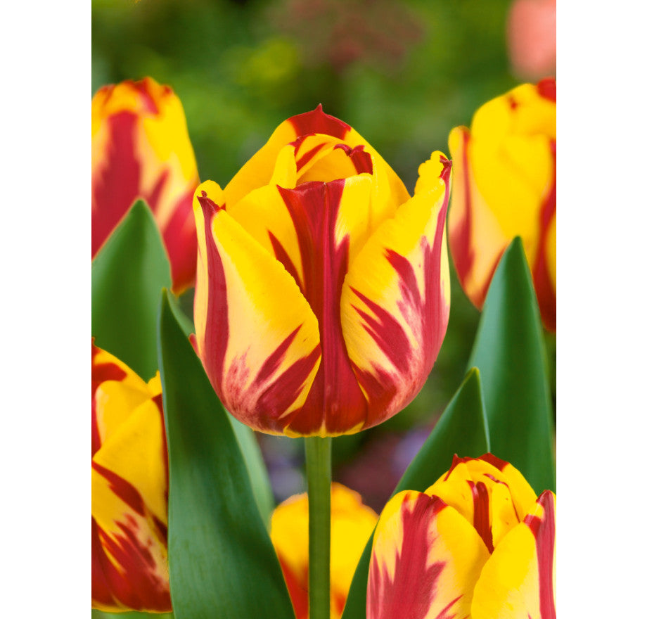 Tulipán Helmar