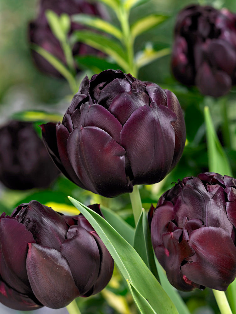 Tulipán Black Hero