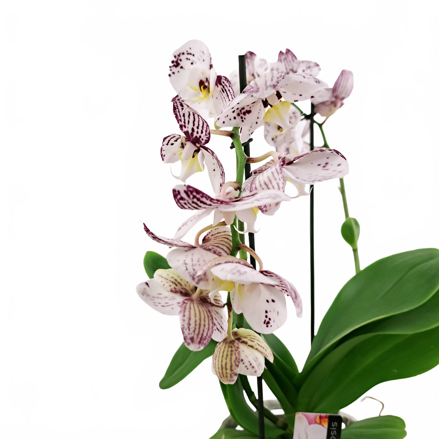 Orchidea malá 2-stonková 30cm keramike