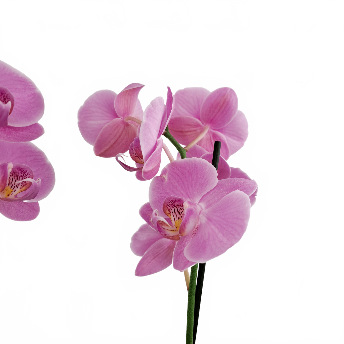 Orchidea malá 2-stonková 30cm keramike