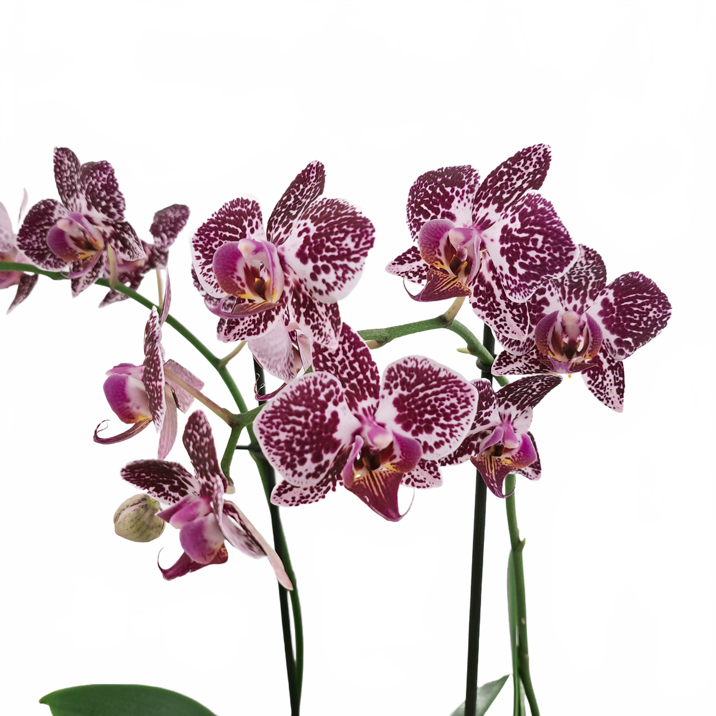 Orchidea malá 2-stonková 30cm keramike