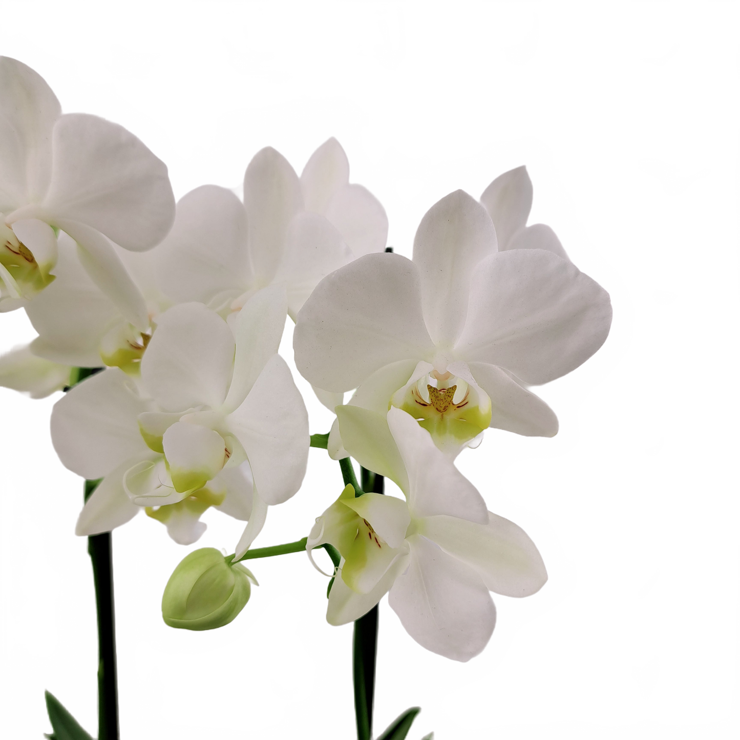 Orchidea malá 2-stonková 30cm keramike