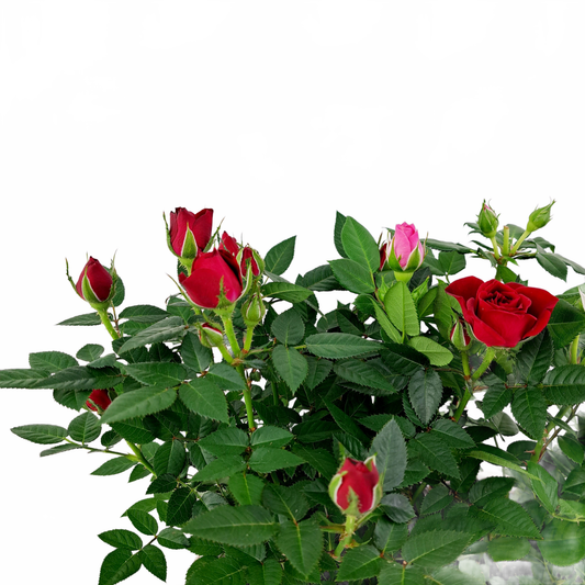 Updated product image