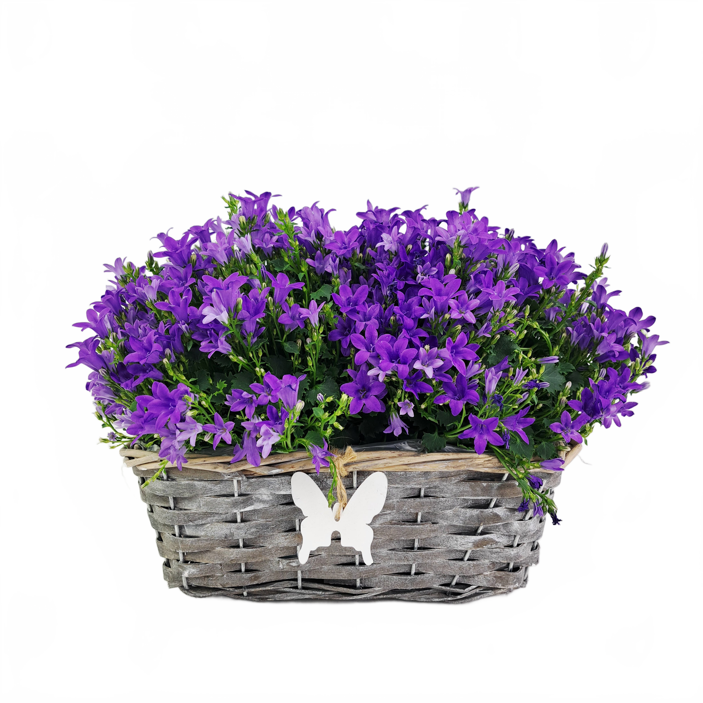 Updated product image