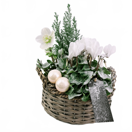 this is a product image