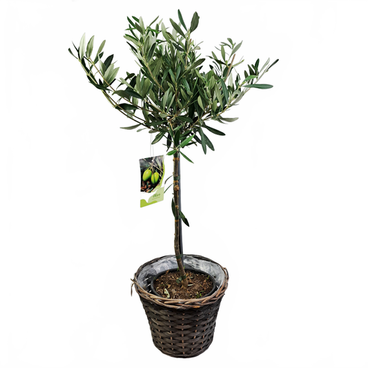 Updated product image