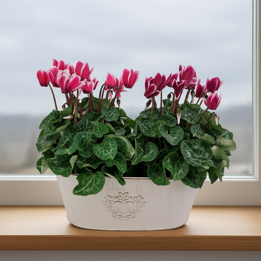 Farebné cyklamény mix